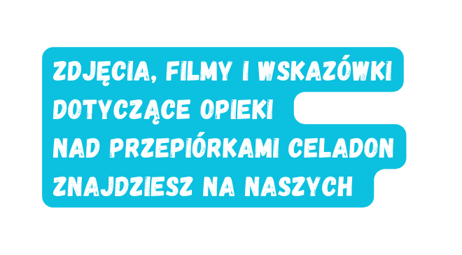 Zdjęcia filmy i wskazówki dotyczące opieki nad przepiórkami Celadon znajdziesz na naszych